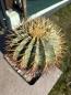 Preview: Ferocactus glaucescens